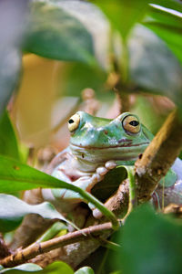 Close-up of frog on plant