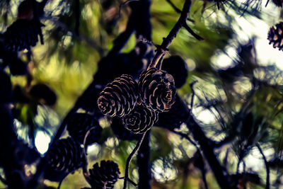 Low angle view of leaf on tree