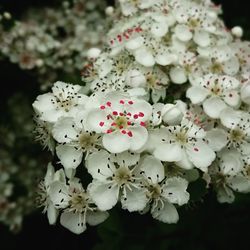 Close-up of white flowers