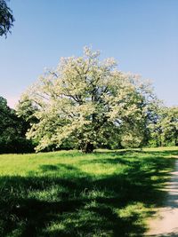 Scenic view of flowering trees on field against clear sky