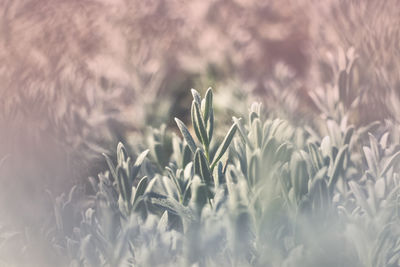 Close-up of plants