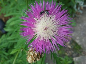 Close-up of bee on thistle flower
