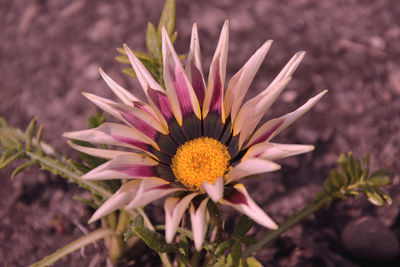 Close-up of pink flower