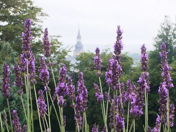 Close-up of purple flowering plants on field against sky