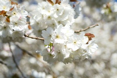 Close-up of cherry blossoms in spring