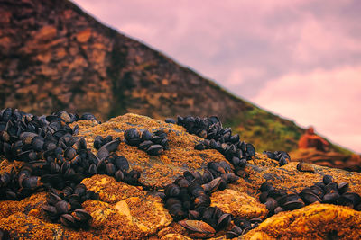 Close-up of plant growing on rock