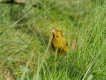 Close-up of domestic canary perching on grass