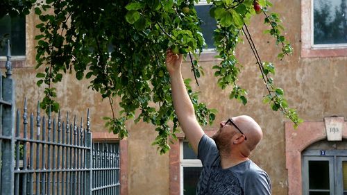 Man wearing eyeglasses while picking fruit from tree