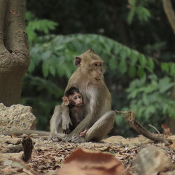 Monkey sitting on a tree