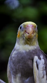 Close-up portrait of a bird