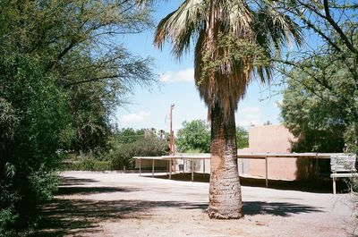 Trees along road