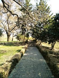 Footpath amidst trees against clear sky