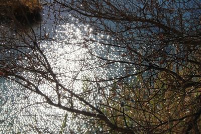 Low angle view of bare trees against sky