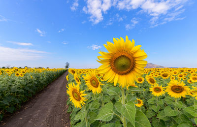 Yellow sunflower on field against sky
