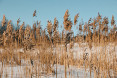 Close-up of stalks on field against clear sky