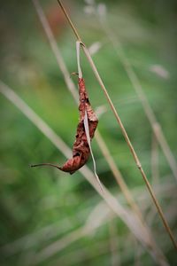 Close-up of insect on dry plant