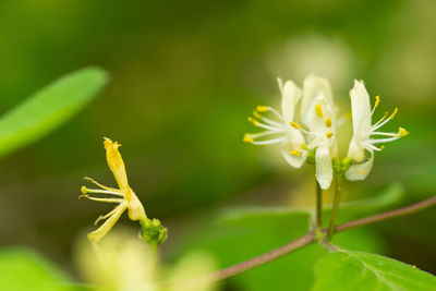 Close-up of flowering plant