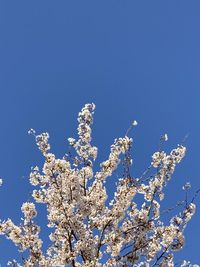 Low angle view of cherry blossom tree against blue sky