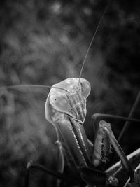 Close-up of insect on plant