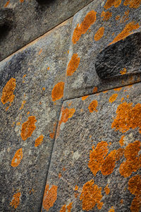 Close-up of leaf on rock