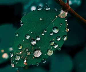 Close-up of water drops on leaf