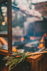 Close-up of herbs on rusty metal at nancarrow farm