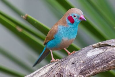 Close-up of parrot perching on tree