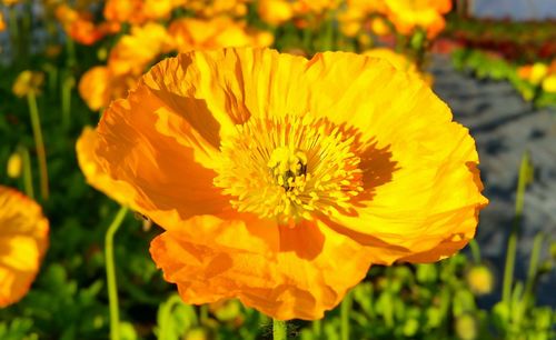 Close-up of orange flower