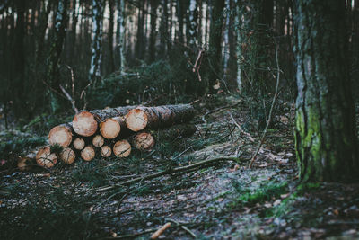 Close-up of logs in forest