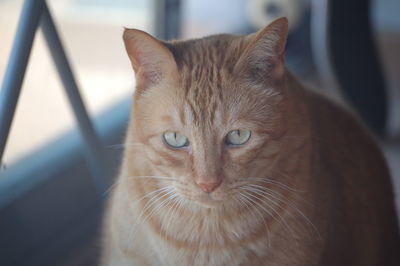 Close-up portrait of cat