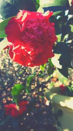 Close-up of red flowers blooming outdoors