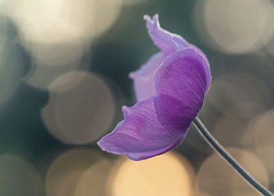 Close-up of purple flowering plant