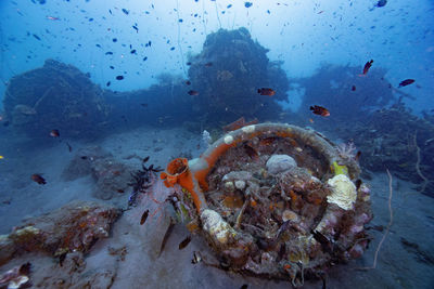 Fish swimming in sea