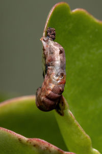 Close-up of lizard on leaf