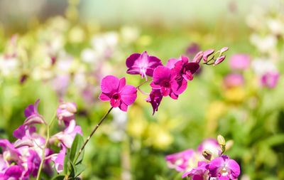 Close-up of pink flowering plant