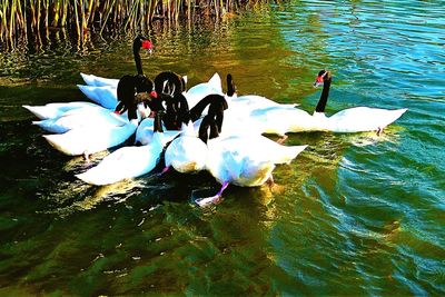 Ducks swimming in lake