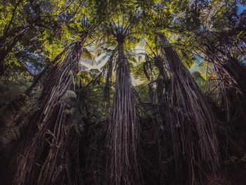 Low angle view of trees in forest