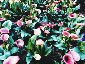 Close-up of pink flowers