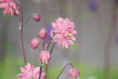 Close-up of pink flowers blooming outdoors