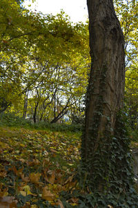 Trees in forest