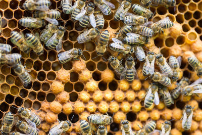 Close-up of bees