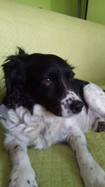 Portrait of dog resting on floor