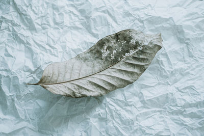 High angle view of feather on bed