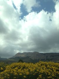Scenic view of yellow flowers growing on field against sky