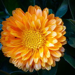 Close-up of yellow flower