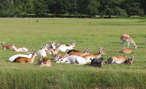 Horses on field