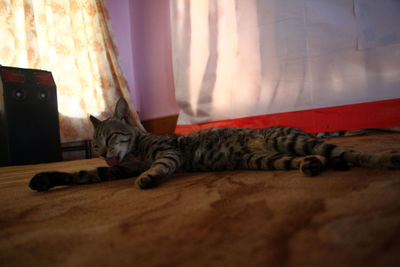 Close-up of cat relaxing on the wall