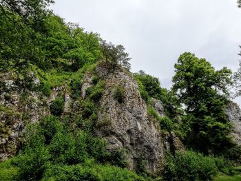 Low angle view of trees against sky