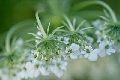 Close-up of white flowering plant