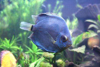 Close-up of fish swimming in sea